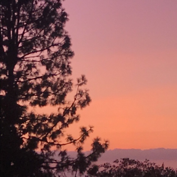 Meet your Posher, Dahlina - Picture 1 of 1